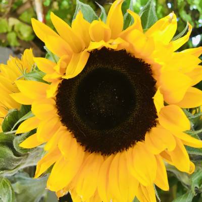 A collection of pictures from the sustainability instagram