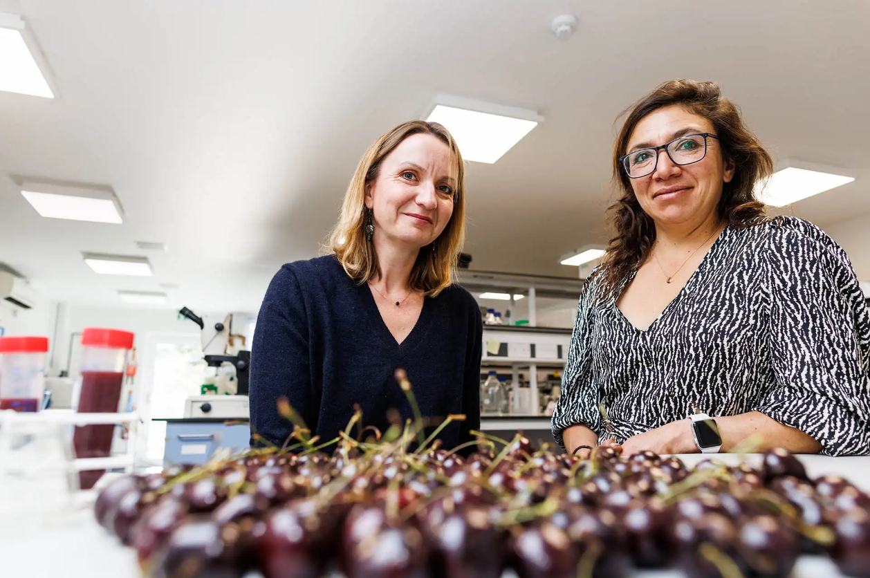 Dr Marina Ezcurra and Dr Jenny Tullet in the lab with cherries in the foreground